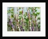 Spring Birches by Neela Pushparaj