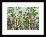 Spring Birches by Neela Pushparaj