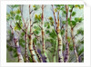 Spring Birches by Neela Pushparaj
