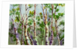 Spring Birches by Neela Pushparaj