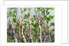 Spring Birches by Neela Pushparaj