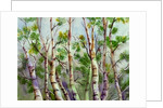 Spring Birches by Neela Pushparaj