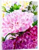 Pink Peony by Neela Pushparaj