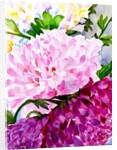 Pink Peony by Neela Pushparaj
