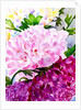 Pink Peony by Neela Pushparaj