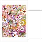 Daisies Galore, 2005 by Neela Pushparaj