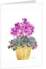 Cyclamen by Neela Pushparaj