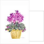 Cyclamen by Neela Pushparaj