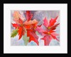 decmber delight by Neela Pushparaj