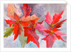 decmber delight by Neela Pushparaj