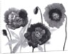 Poppies in Black and white by Neela Pushparaj