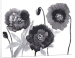 Poppies in Black and white by Neela Pushparaj