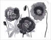 Poppies in Black and white by Neela Pushparaj