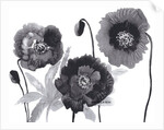 Poppies in Black and white by Neela Pushparaj