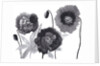 Poppies in Black and white by Neela Pushparaj