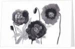 Poppies in Black and white by Neela Pushparaj