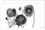 Poppies in Black and white by Neela Pushparaj