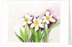Three Daffodils, 2007 by Neela Pushparaj