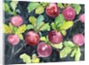 Radishes by Neela Pushparaj