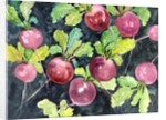 Radishes by Neela Pushparaj