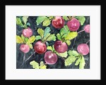 Radishes by Neela Pushparaj