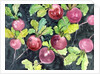 Radishes by Neela Pushparaj