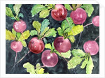 Radishes by Neela Pushparaj