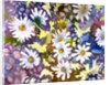 White Daisies by Neela Pushparaj