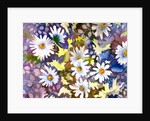 White Daisies by Neela Pushparaj