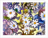 White Daisies by Neela Pushparaj