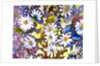 White Daisies by Neela Pushparaj