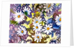 White Daisies by Neela Pushparaj