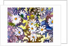 White Daisies by Neela Pushparaj