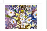 White Daisies by Neela Pushparaj