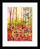 Autumn Woods, 2009 by Neela Pushparaj