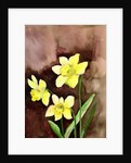 golden daffodils, 2002 by Neela Pushparaj