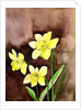 golden daffodils, 2002 by Neela Pushparaj