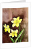 golden daffodils, 2002 by Neela Pushparaj