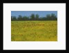 Yellow Field with Poppies, 2002 by Alan Byrne