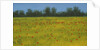Yellow Field with Poppies, 2002 by Alan Byrne