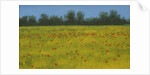Yellow Field with Poppies, 2002 by Alan Byrne
