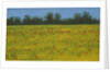 Yellow Field with Poppies, 2002 by Alan Byrne