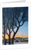 Trees and Moon, 2015 by Ann Brain