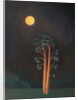 Stamford Pines, 2005 by Ann Brain