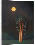 Stamford Pines, 2005 by Ann Brain