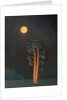 Stamford Pines, 2005 by Ann Brain