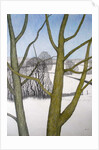 Winters Day, 2013 by Ann Brain