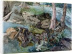 Study of rocks and ferns in a wood at Crossmount, Perthshire, 1843 by John Ruskin