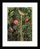 Wall painting of a bird in a garden, Pompeii, 1st century AD by Anonymous