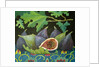 Figs on black, 2014 by Jennifer Abbott